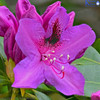 Bee Sting Rhododendron