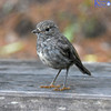 North Island robin