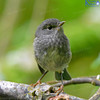 North Island Robin