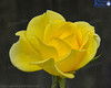 Yellow Rose