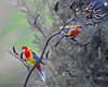 A pair of Eastern Rosellas launching out of the flax