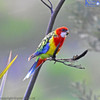 Eastern Rosellas in the flax