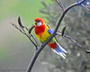 Eastern Rosellas in the flax