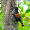 Saddleback/Tieke At Zealandia