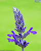 Salvia