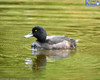 Scaup or Black Teal