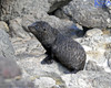 Seal Pup at Cape Palliser Seal Colony