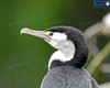 Pied Shag