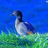 paradise shelduck- male