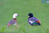 Paradise Shelduck