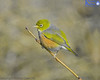 Silvereye