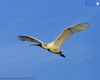 Royal Spoonbill Flying