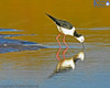 Pied Stilt