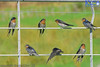 swallows on gate