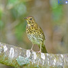 Thrush in A Tree