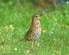 Thrush in The Garden