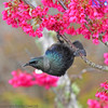 Tui in cherry tree