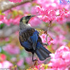 Tui in cherry tree