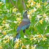 Tui in frangipani