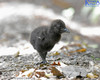 Weka Chick