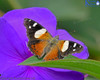 Yellow Admiral Butterfly