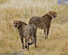 Cheetahs At Orana Park