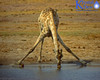 Girrafe Drinking At Water hole