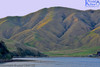 Marlborough Sound Hills, Arapawa Island