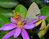 Common Blue Butterfly On Lavender Star