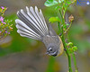 Fantail In The Roses