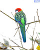 Eastern Rosella