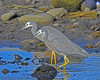 White Faced Heron