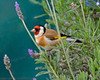 Goldfinch In The Lavender