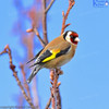 Goldfinch