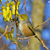 Silvereye In Kowhai