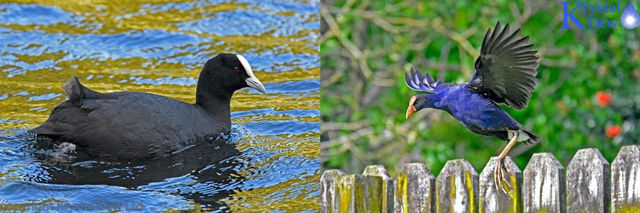 Swamphens, Rails, Crakes & Coots Swamphens, Rails, Crakes & Coots