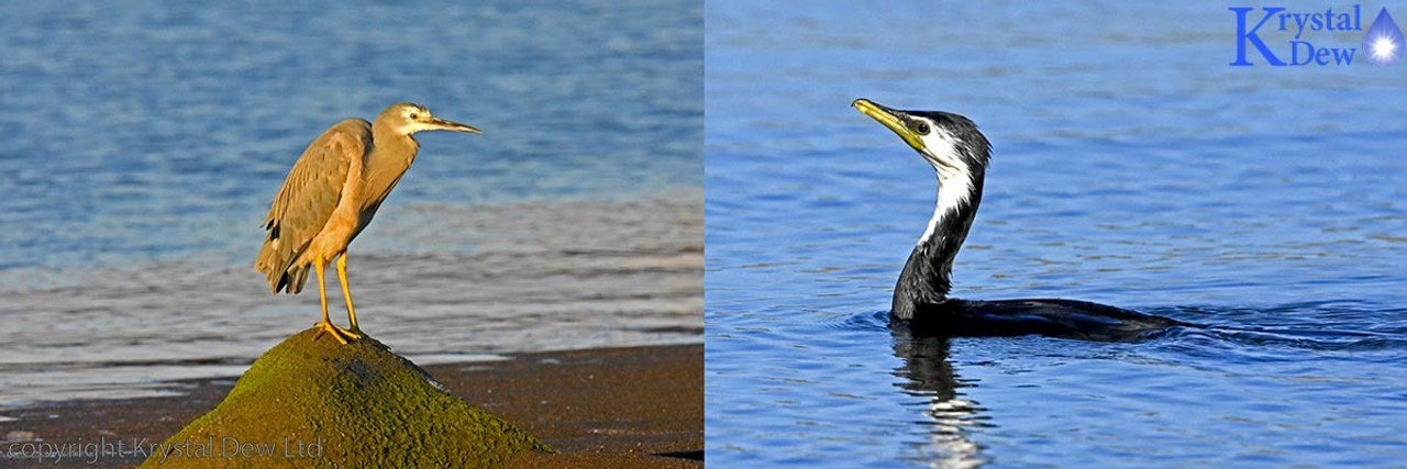 Shags, Herons & Spoonbills Shags, Herons & Spoonbills