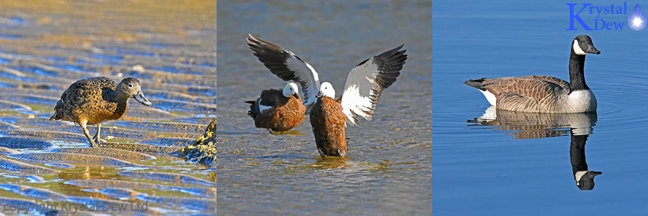 Waterfowl, Grebes & Gamebirds Waterfowl, Grebes & Gamebirds