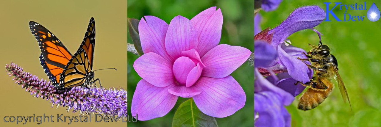 Flowers & Insects Flowers & Insects
