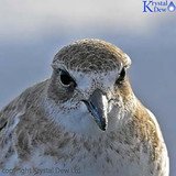 New Zealand Dotterel/Tuturiwhatu