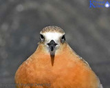 NZ Dotterel At The Waiongana River Mouth