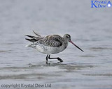 Kuaka, the Bar Tailed Godwit