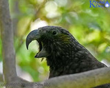 A Day At Zealandia