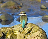 Some Birds At The Waiwhakaio River Mouth