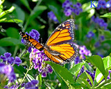 A Flight Of Butterflies