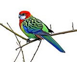 Eastern Rosella