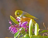 Silvereye In The Hebe