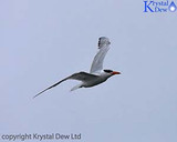 Terns At The Manawatu Estuary