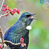 Tui In The Garden