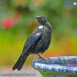 Tui In The Garden